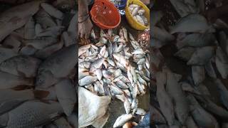 🐠🐠எங்க ஊர் குளத்தில் பிடித்த 50kg கெண்டைமீன்கள்🐠|pond fishing 🐠🎣 #fishing #pondfishing #shorefeed