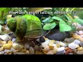 american trapdoor snail japanese trapdoor snail nerite u0026 shrimp