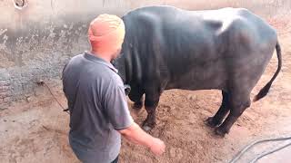 Gopi one muhrra bull 02 10 2012