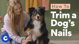 How To Trim a Dog’s Nails | Chewtorials