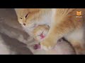 あくびした瞬間に指ズボされた子猫 2【スコティッシュフォールド】 かわいい猫 2019