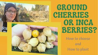 Ground Cherries vs Inca Berries: Which to Grow, and How to Start Them