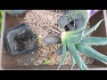 repotting agave utahensis 　初心者にもわかる！アガベ・ユタエンシスの植え替え