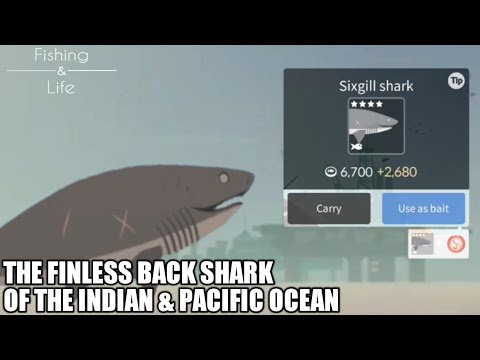 Fishing Life#17  Catching Sixgill Shark  The Finless Back Shark of the Pacific Ocean