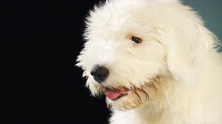Toxic dog treats: What's killing so many dogs? (CBC Marketplace)