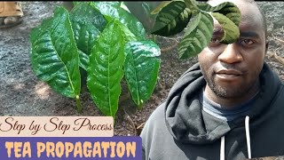 Tea propagation process #farming #crops #tea @NoalFarm2020 @aimagriculture6171