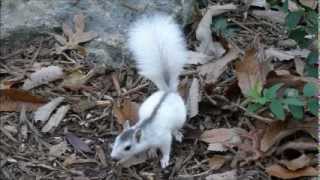 White Squirrels at rest and play