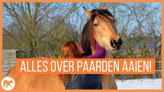 Alles wat je wil weten over het aaien van paarden!