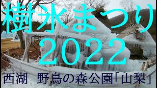 西湖野鳥の森公園　樹氷まつり２０２２