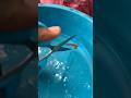 ✂️ഗപ്പിയുടെ വാല് മുറിക്കൽ ചടങ്ങ് 🥳🥰 cutting guppies tail|#farming #guppy #shorts #short