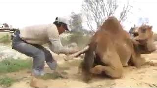 Have you ever seen how camels give birth ? هل شاهدت كيف تلد الإبل قبل ذلك سبحان الله