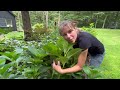 2022 full shade garden tour w plant names hostas drought tolerant u0026 deer resistant plants