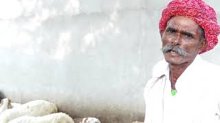 CSWRI Avikanagar- Prolific sheep-Avishaan sheep farmer, ज्यादा बच्चे देने वाली भेड़