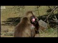 Defending a Monkey Harem  Clever Monkeys  BBC Earth
