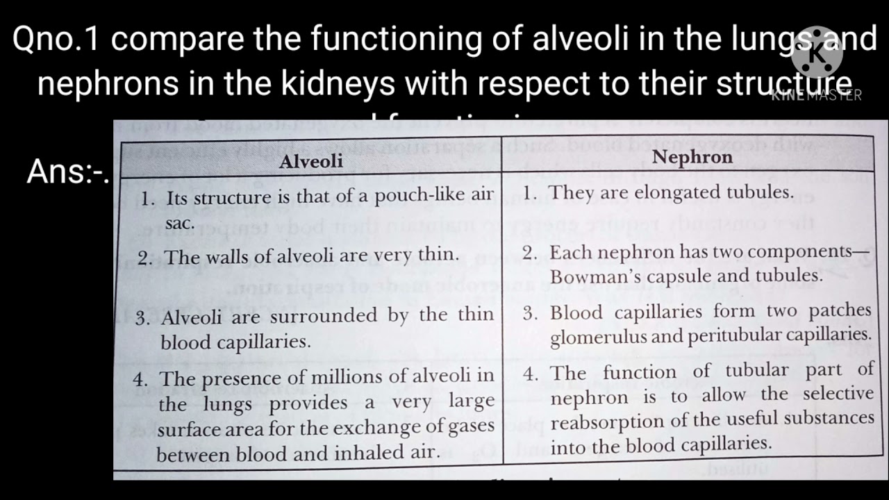 Compare The Functioning Of Alveoli In The Lungs And Nephrons In The ...