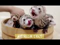 【フェレット】新年を迎えて自由奔放なチョコミント家【ferret 1715】