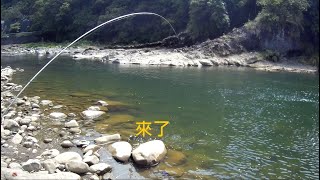 坪林 釣況分享 Wild fishing in Taiwan. [嘟嘟釣魚狂#184] 2022/07/14