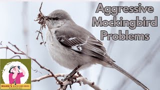 3 Simple Tricks to Handle Aggressive Northern Mockingbirds