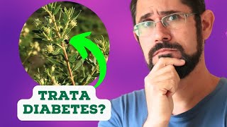 PLANTA MEDICINAL ALECRIM-DO-CAMPO PARA TRATAR DIABETES?