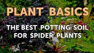 The Best Potting Soil for Spider Plants