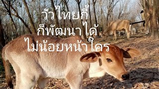 พัฒนาวัวไทยกี้