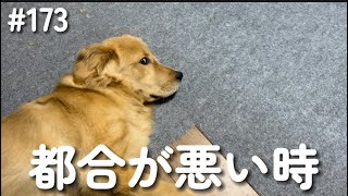 聞こえないフリをする子犬【ゴールデンレトリバー】