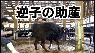 【牛の出産】逆子の助産