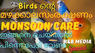 വളർത്തുപക്ഷികളുടെ മഴക്കാല സംരക്ഷണം||How to take care of your Birds during Rainy Season|R\u0026B Media