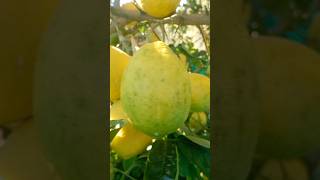 Pahadi nimbu(lemon) #villagelife #music #shorts #viralvideo