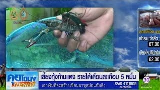 หนุ่มตรังตกงาน เลี้ยงกุ้งก้ามแดง รายได้ 50,000 บาท/เดือน