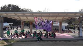 桜道里　2017京都さくらよさこい4/1（土）　梅小路公園会場