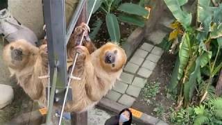 台北木柵動物園 熱帶雨林館 TaipeiZoo