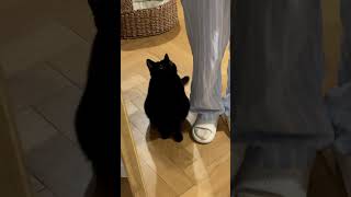 Meet the Adorable Black Kitten#cat #halypet