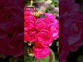 2월 다이너스티다지 제라늄 꽃식물 실내가드닝 flowers