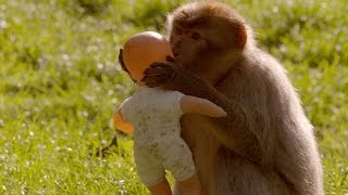 What is a monkeys favourite toy? - Horizon: Is your Brain Male or Female - BBC Two