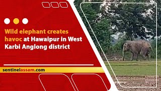 Wild elephant creates havoc at Hawaipur in West Karbi Anglong district