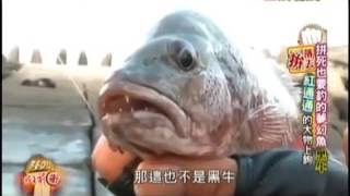 用必必殺餌 螃蟹 釣大黑牛 是啥 原來是黑格