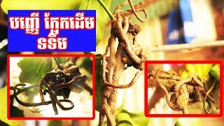 បញ្ញើក្អែក​ ដើមទទឹម ជម្រេះអស់ឧបទ្រប់ចង្រៃ ដាក់តាមខ្លួន​