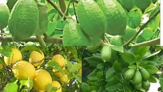 লেবুর উপকারিতা//লেবু পাতা খেলে কি হয়//What are the benefits of lemon and lemon leaves?