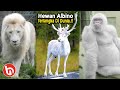 Sayang Sekali Mereka Sudah Punah! Inilah Spesies Hewan Albino Terlangka yang Jarang Dijumpai di Bumi