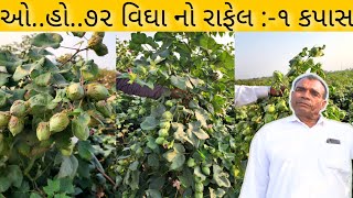 આવા ખરાબ વર્ષ માં વીઘે ૫૦   મણ કપાસ રાફેલ :-૧ || Rafel-1