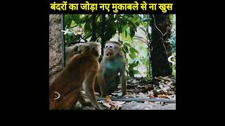 Bandar or Gilehri ne jab pehli bar aaina dekha #ytshorts #naturefact #factsinhindi