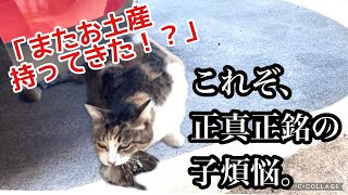 #11 保護した子猫にお土産を持ってくる母猫。／避妊手術後、久しぶりの授乳で甘えの渋滞が起こるw