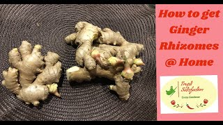 Want to Grow Ginger but no Rhyzomes, check this | అల్లం  పెంచుకోవాలని ఉందా  కానీ మొలకలు లేవా  | USA