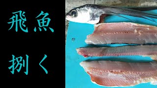 【魚さばき】トビウオの三枚おろし。刺身と塩焼きで食べる