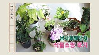 남사화훼단지 🌿식물쇼핑 후기/12개 식물 언박싱/가격공개/정말 싼 남사화훼단지