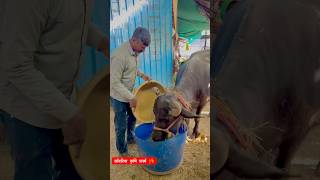 Sawariya Krishi Farm || Buffalo || Bhains || Murra Bhains ||