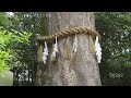 世界一小さな世界遺産【宇治上神社】日本最古の現存する神社建築