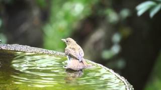 権現山バードサンクチュアリのキビタキ（幼鳥）その１