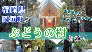 【福岡県岡垣町のぶどうの樹を歩く】　福岡観光